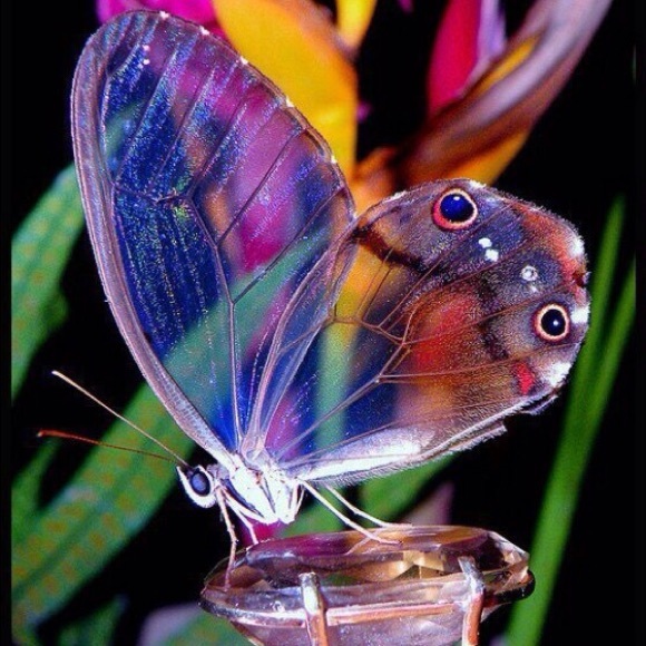 Meet your Posher, Rosie - Picture 1 of 1